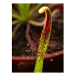 Drosera capensis