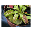 Dionaea muscipula