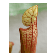 Sarracenia