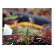 Drosera scorpiode