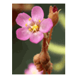 Drosera spatulata