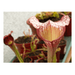 Sarracenia