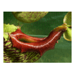 Nepenthes x mixta