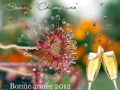 Bonne ann�e 2012