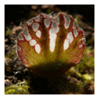 Cephalotus follicularis