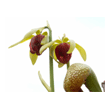 fleurs de Darlingtonia