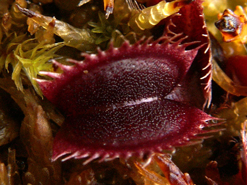 Mes trois dionées les plus rouges du moment Dents15