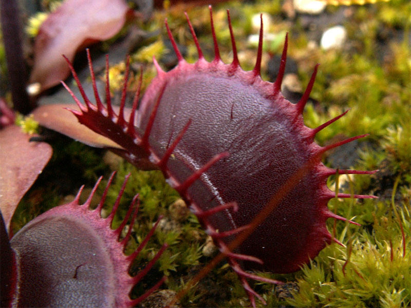 Mes trois dionées les plus rouges du moment Dents16