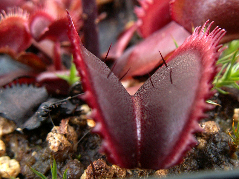 Mes trois dionées les plus rouges du moment Dents17