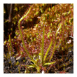 Drosera filiformis