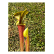 Sarracenia flava var. rubricorpora