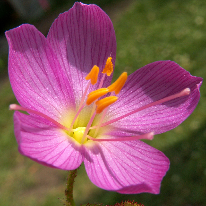 Mes trois dionées les plus rouges du moment Fleur04
