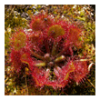 Drosera rotundifolia