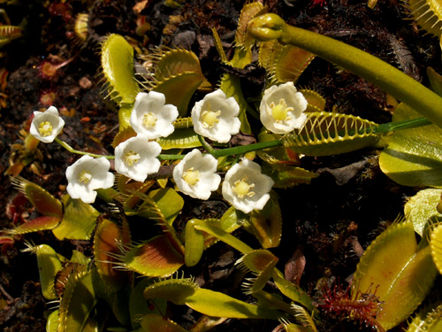 muguet