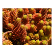 Sedum