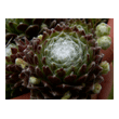 sempervivum_arachnoideum