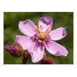 Drosera aliciae