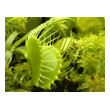 Dionaea 'All Green'