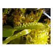 Dionaea 'All Green'