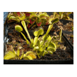 Dionaea 'All Green'