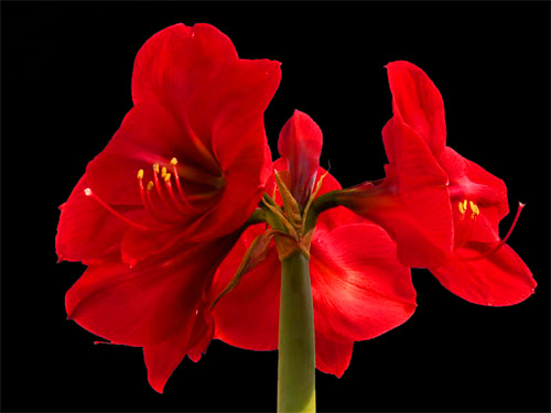 amaryllis01.jpg