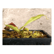 Nepenthes ampullaria