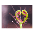 Drosera binata