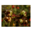 Drosera binata multifida