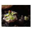 Drosera burmanii