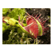 Dionaea 'Cross Teeth'