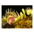 Dionaea 'Cross Teeth'