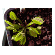 Dionaea 'Cross Teeth'