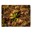 Dionaea 'Cross Teeth'