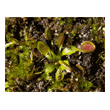 Dionaea 'Cup Trap'