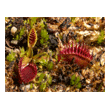 Dionaea 'Cup Trap'