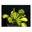 Dionaea muscipula