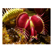 Dionaea muscipula