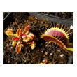 Dionaea muscipula