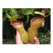 Nepenthes 'Emmarene'