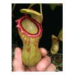 Nepenthes 'Emmarene'