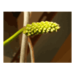 Nepenthes 'Emmarene'