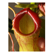 Nepenthes 'Emmarene'