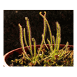 Drosera filiformis