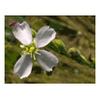 Drosera filiformis