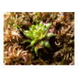 Drosera filiformis