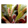 Dionaea finetooth x red 1