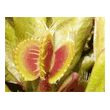 Dionaea finetooth x red 1