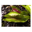 Dionaea 'Fused Tooth'