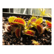 Dionaea 'Fused Tooth'