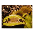 Dionaea 'Fused Tooth'